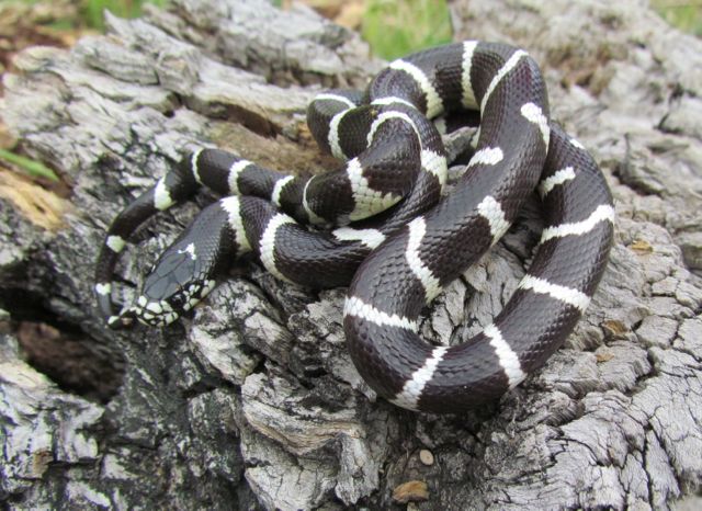 California Kingsnake